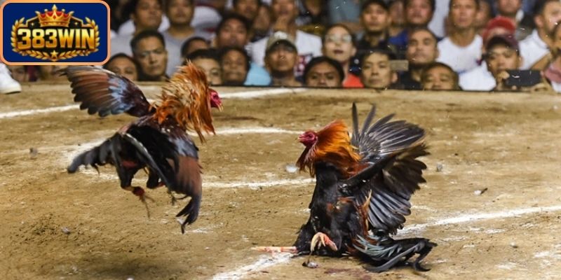 Lý do anh em nên chọn chơi tại địa chỉ này