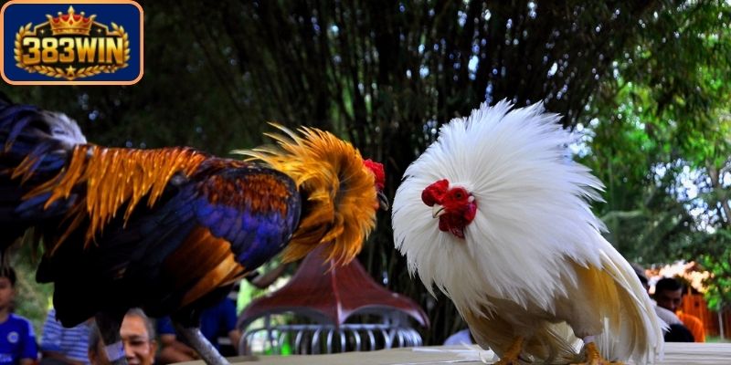 Đá gà 383Win những sản phẩm giải trí hot nhất được cung cấp