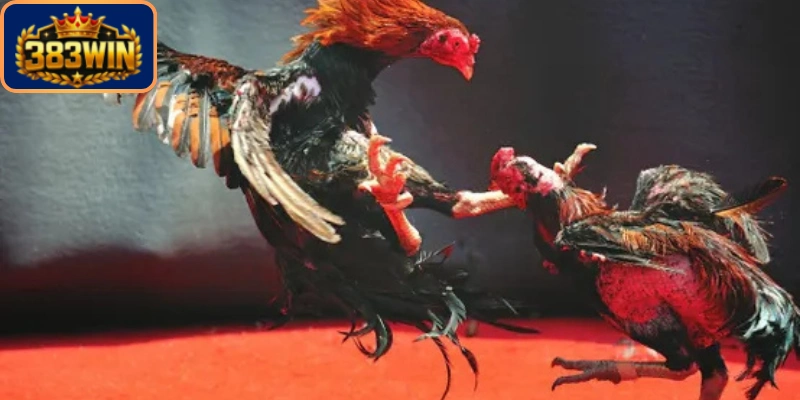 Áp dụng kinh nghiệm hữu ích đặt cược thắng lớn