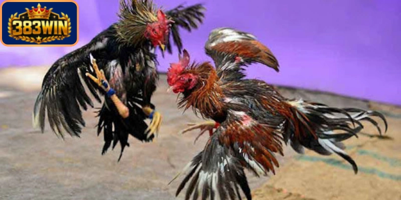 Quy trình tổ chức trận đấu